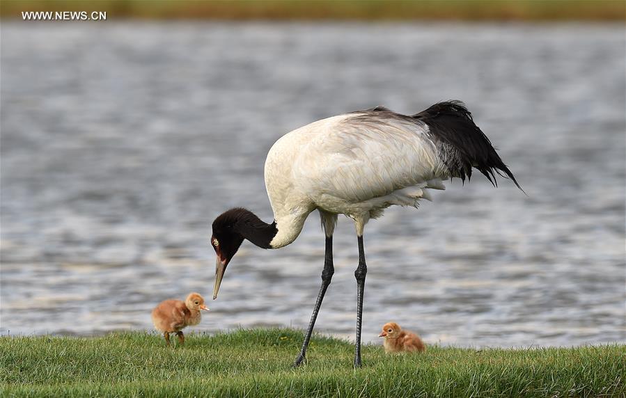 Environment of reserve improved for black-necked cranes in Tibet