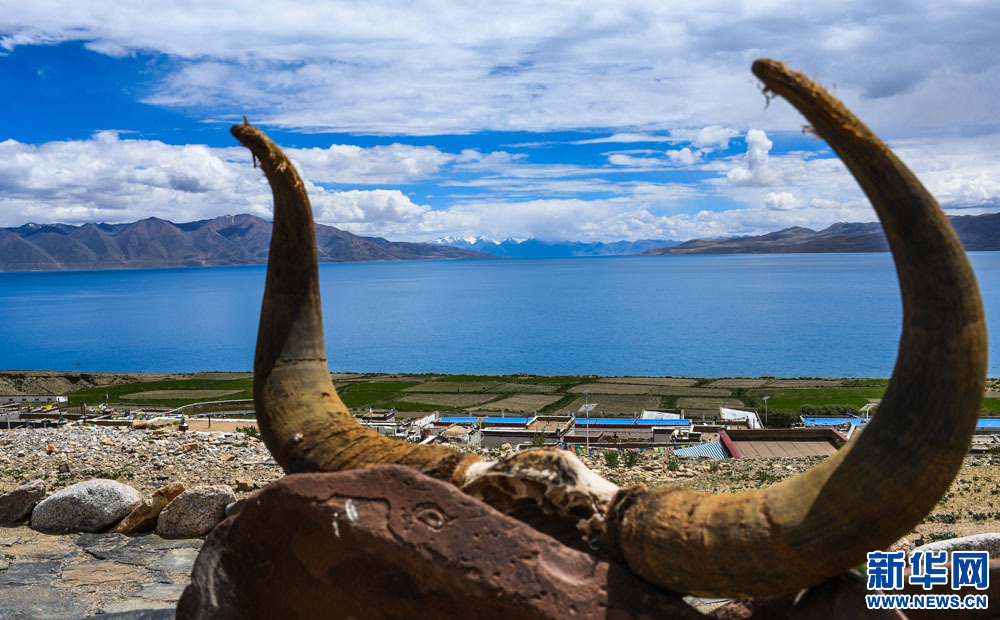 A greener plateau brings bird back to the trees