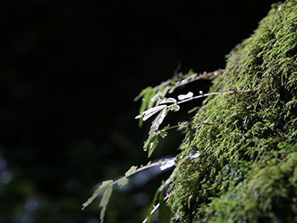 山南扎日风光