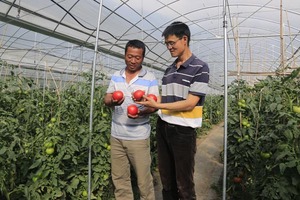 一顆糖果的深情