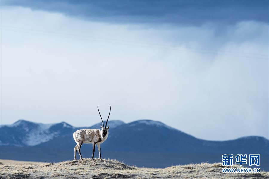 Regulation enacted to further protect Sanjiangyuan National Park