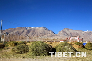 遥感监测显示：西藏人工种草改善草原生态环境成效明显