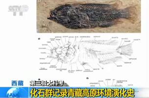 西藏：第三极大科考——江湖源科考发现高原最大化石群