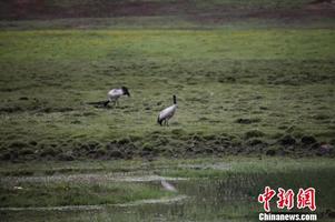 藏区首个以地球为主题的野外科考基地在四川石渠挂牌