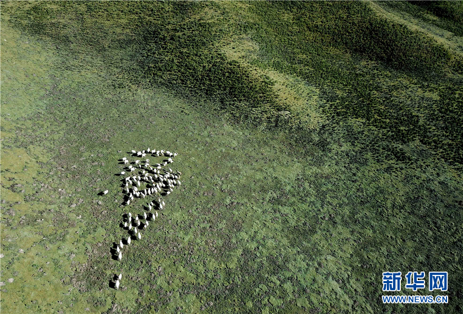 Aerial view of migrating cattle and sheep in Qinghai