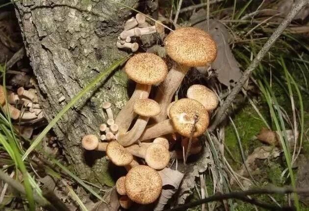 蟲草、松茸、雞油菌……一鍋湯里的秋天滋味