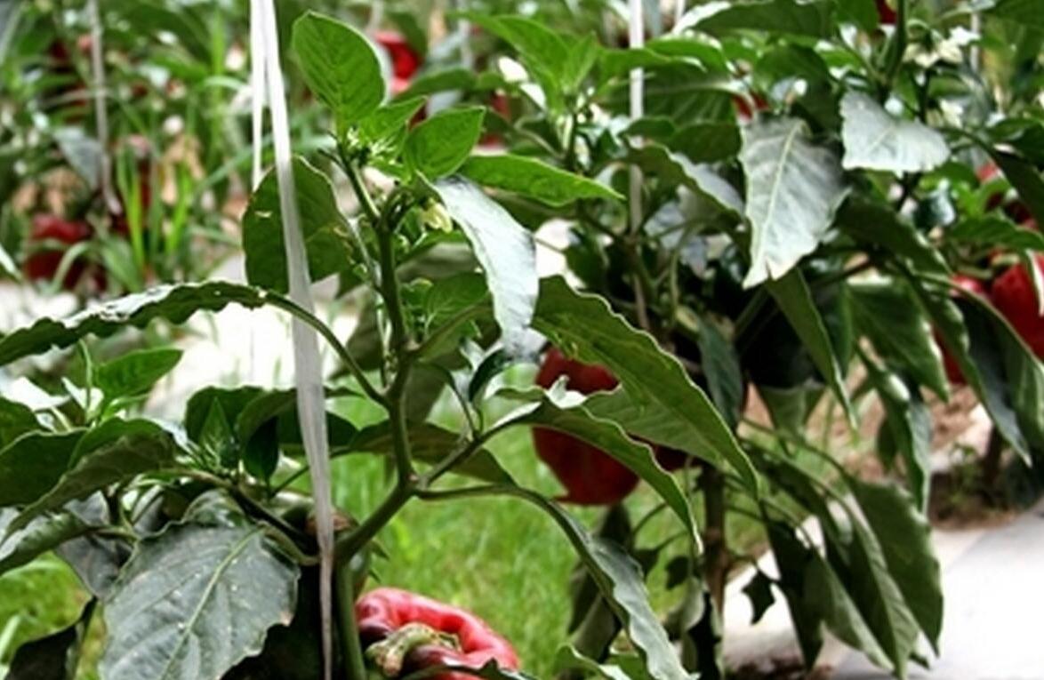 Qinghai-Tibet Plateau vegetables set for Hong Kong 