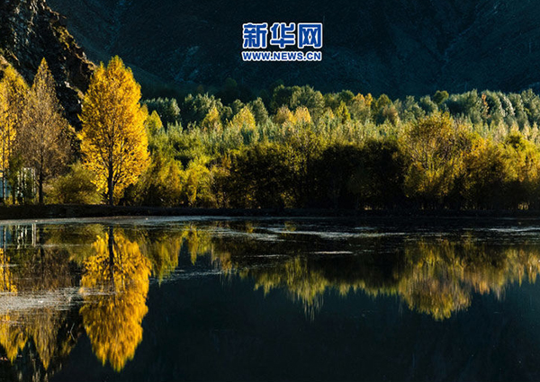「使命與擔(dān)當(dāng)」為了雪域高原那一抹綠