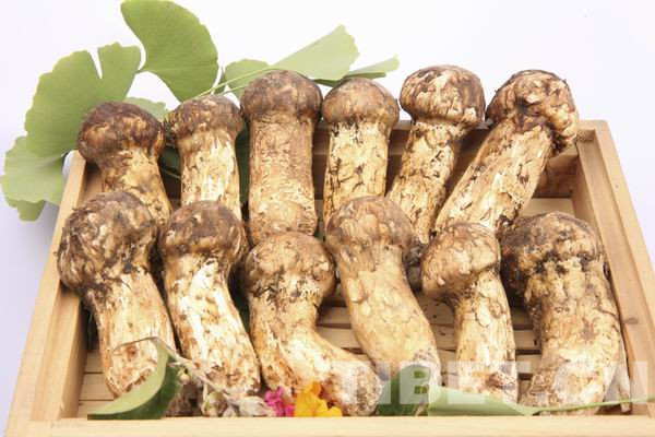 山溝里強(qiáng)國夢(mèng)：從松茸開始，把中國菌類的基因庫留在中國