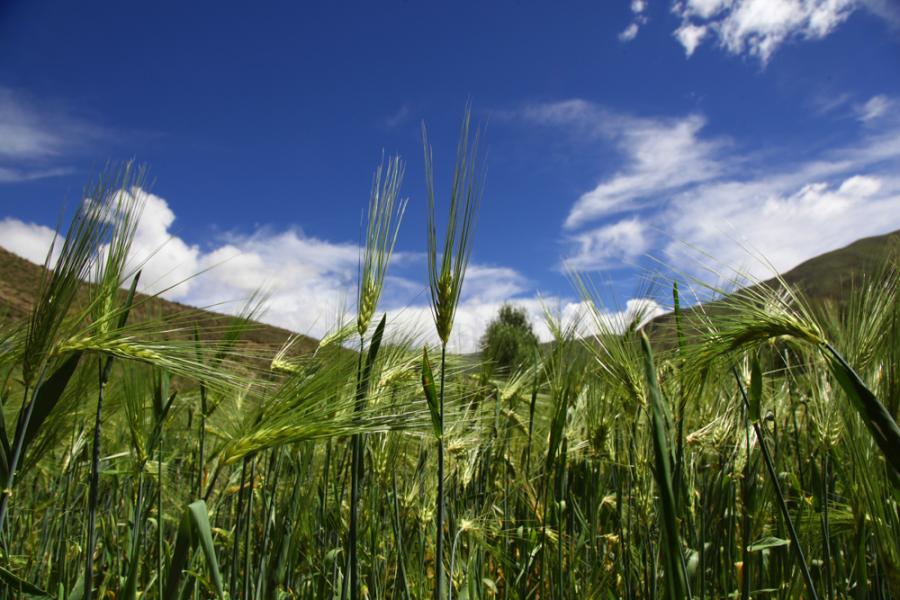 Highland barley fields in Tibet