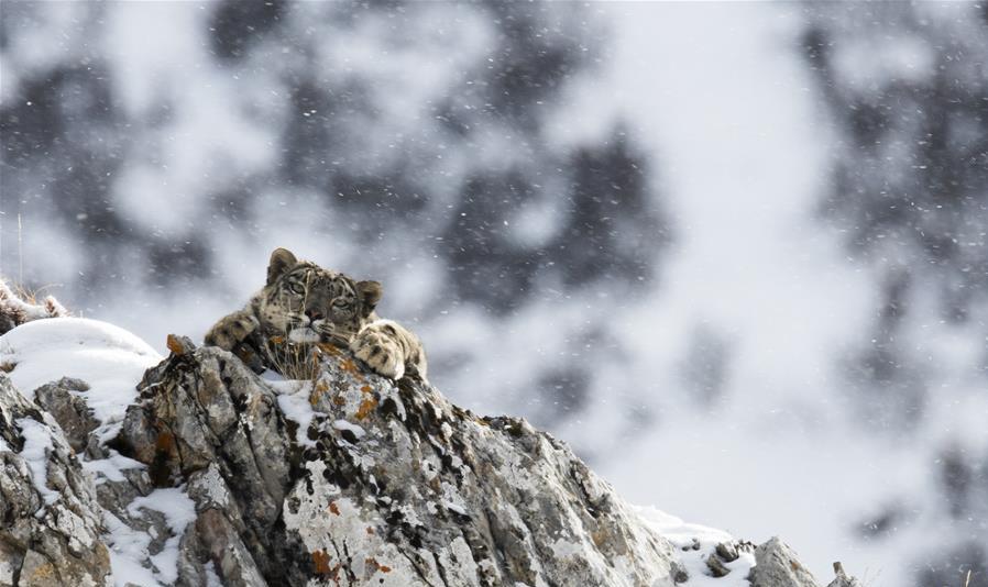 China home to snow leopards