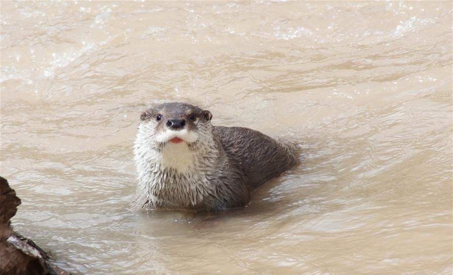 Otters reflect ecological progress of Yangtze headwater