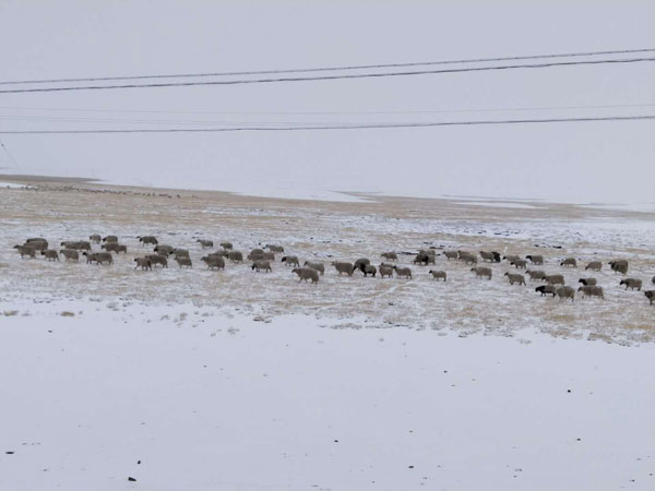 Scenery of the first snowfall in Ngachu, Tibet