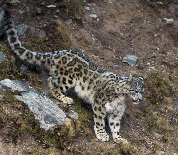 Rare images of snow leopards in northwest China 