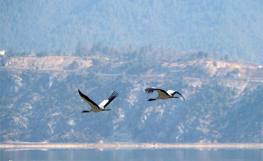 Blacknecked cranes attracted to Napahai Nature Reserve in SW China's Yunnan