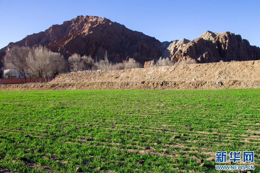 Winter Wheat enters reviving stage in Qinghai 