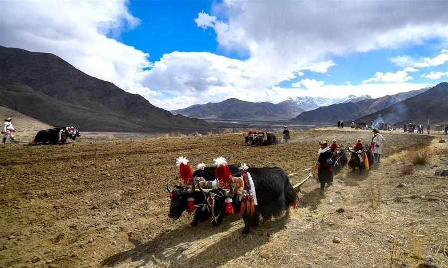 Traditional spring ploughing ceremonies held in Tibet, China