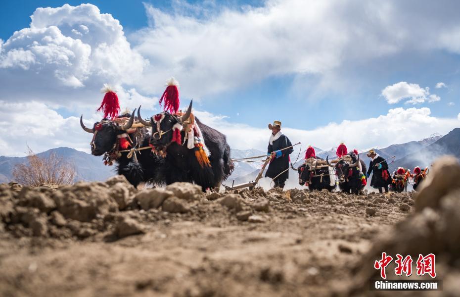 Tibet celebrates traditional spring ploughing ceremony