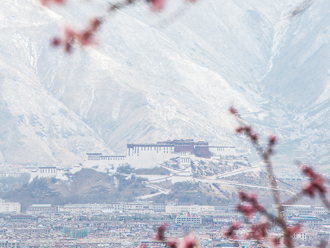 拉萨桃花傲春雪