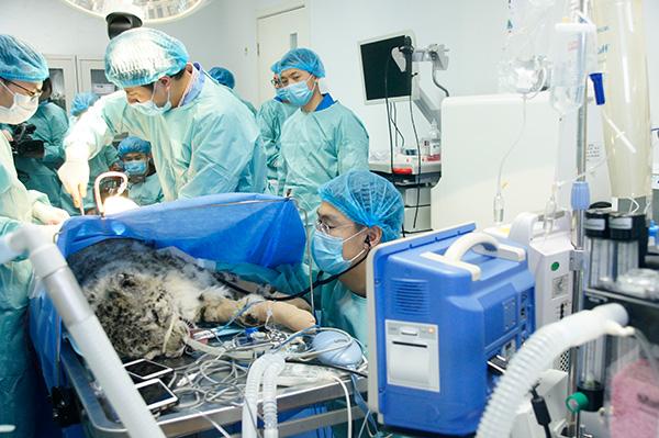Snow leopard recovering in Beijing following 2nd surgery