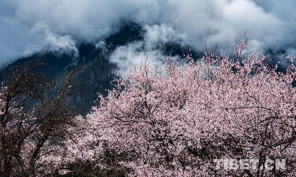 Scenery of peach blossom in Bome, southwest China's Tibet 