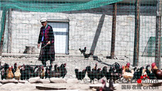 Raising Tibetan chickens boosts income