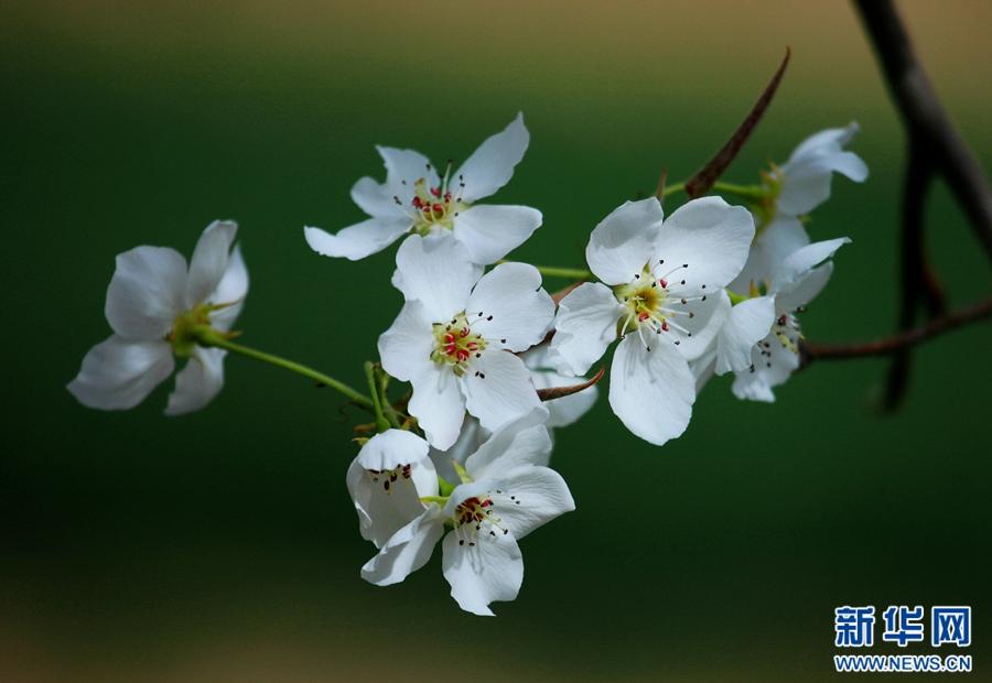 Pear trees are blooming in SW China 
