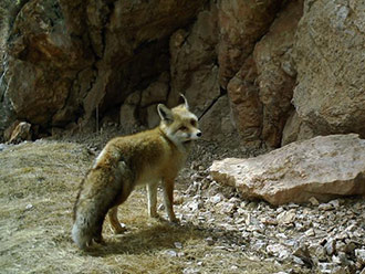 红外相机在青海阿尼玛卿山记录多种野生动物影像