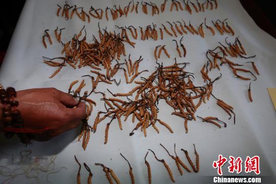 Qinghai calls on boycott of “premature” cordyceps
