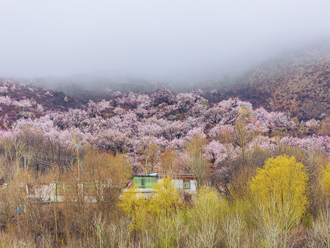 此地桃花花开正艳