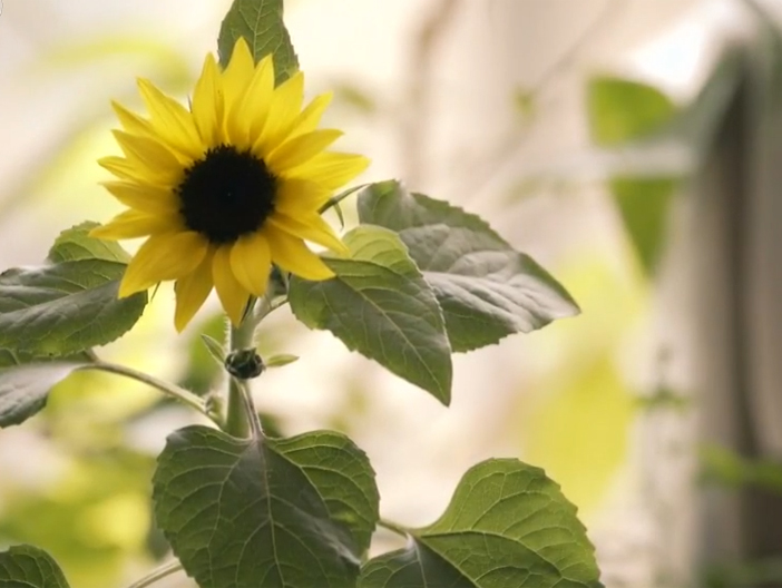 《汶川十年·我们的故事》一：寻找向日葵