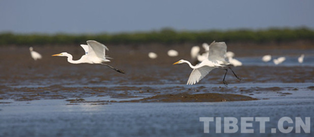 Mehr als 46.000 Sommer-Zugvögel am Qinghai-See 
