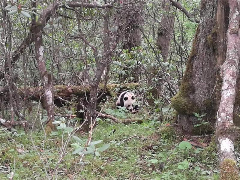 Wieder wilde Pandas in Huanglong!