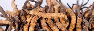 Cordyceps und Affenkopfpilz sind "leicht gefährdet"