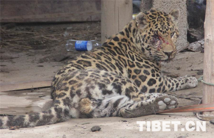 Gefährlich! Leopard wütet in Dorf in Garzê