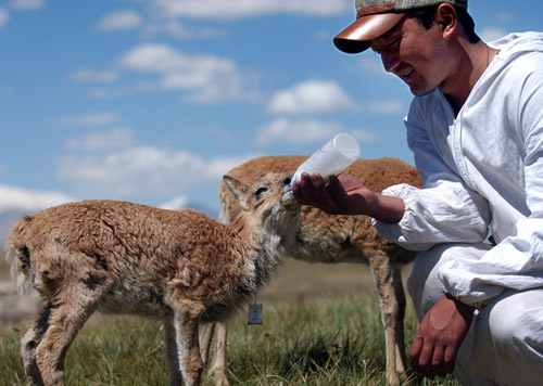 Anzahl migrierender Antilopen erreicht Rekordhoch Anzahl migrierender Antilopen erreicht Rekordhoch