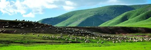 Entwicklung der Öko-Tierhaltung in Qinghai