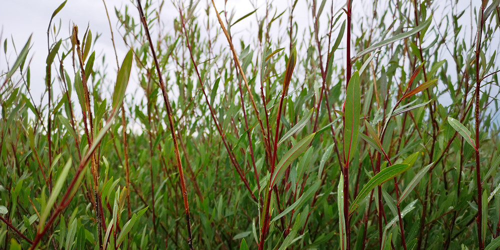 【行在海西】芳草茵茵布哈河