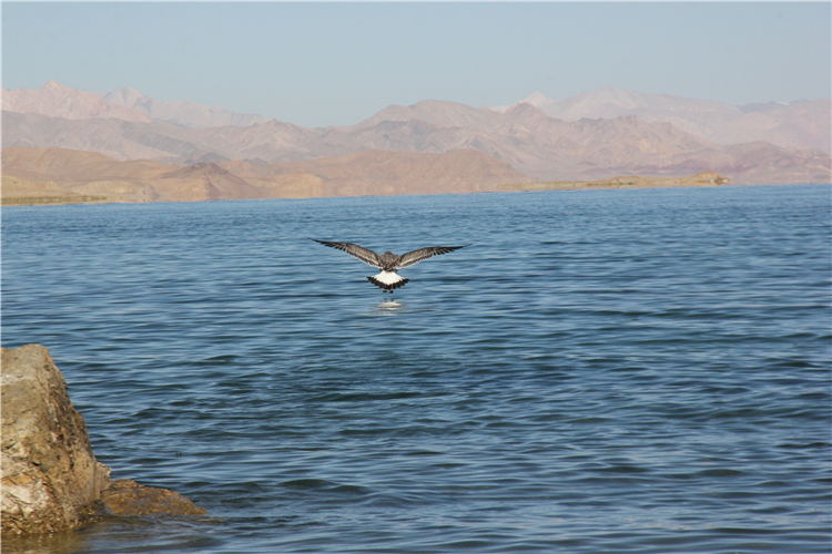 西藏阿里班公湖：鸟儿的天堂