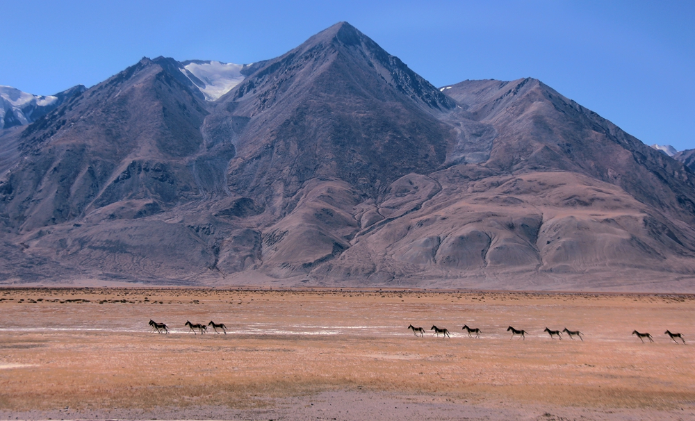 西藏阿里偶遇“一字型”队列藏野驴