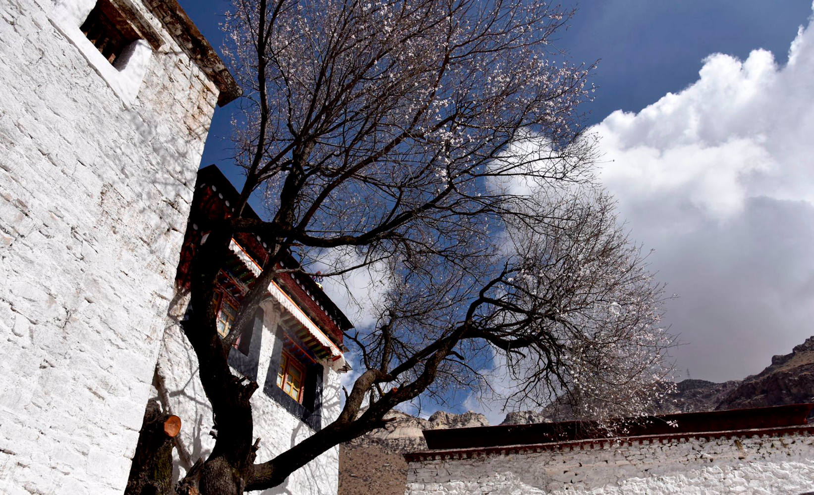 西藏拉萨：芳菲四月 山寺花开