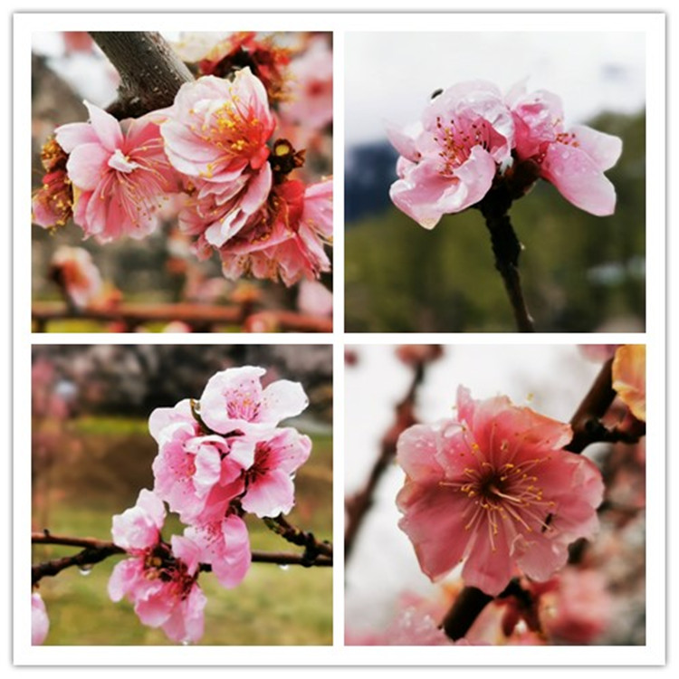 四月的林芝，还有人看桃花吗？
