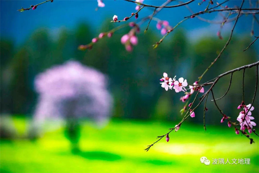 “中国最大桃花谷”——西藏波密桃花盛开