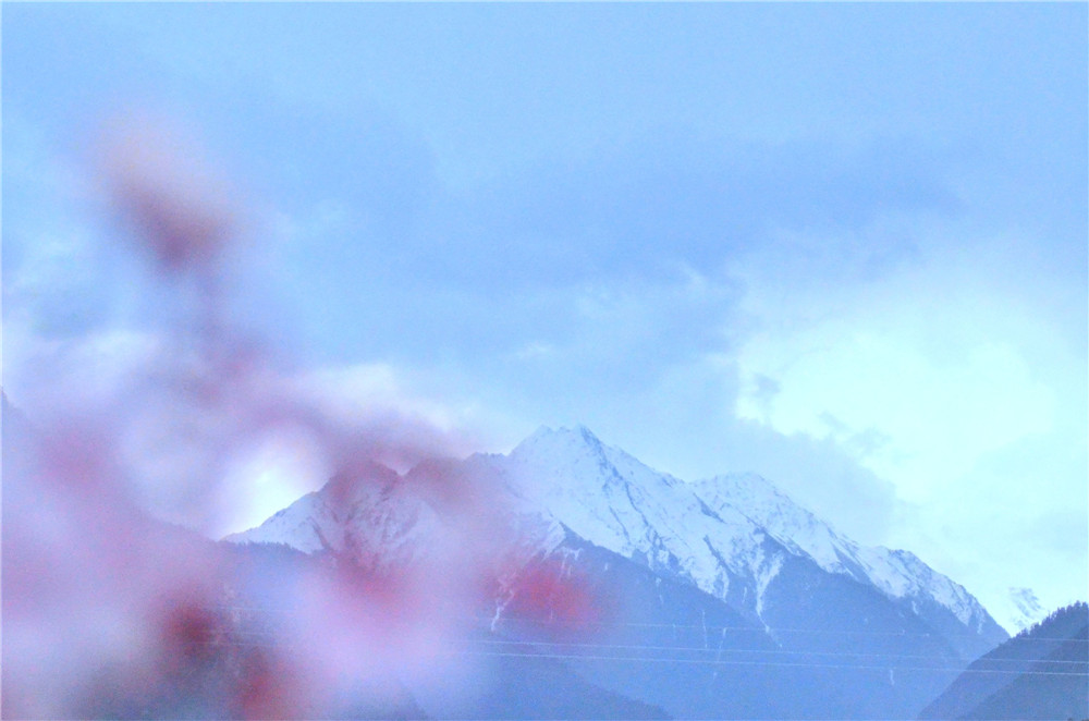 【多彩“芝”行】当雪山遇上桃花