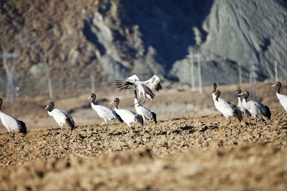 越冬黑颈鹤成为雪域高原一道美丽的风景