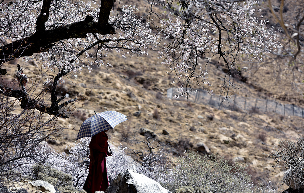 西藏拉萨：桃花盛开 春光宜人