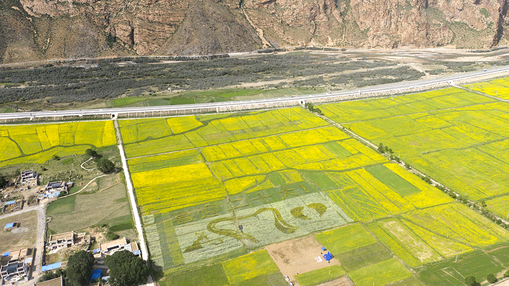 西藏拉萨：油菜花开 “染黄”大地