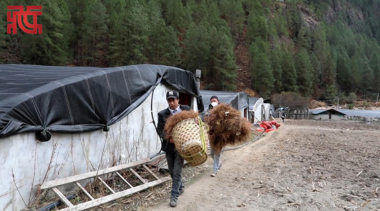西藏扎嘎村：小小羊肚菌 成为村民增收产业
