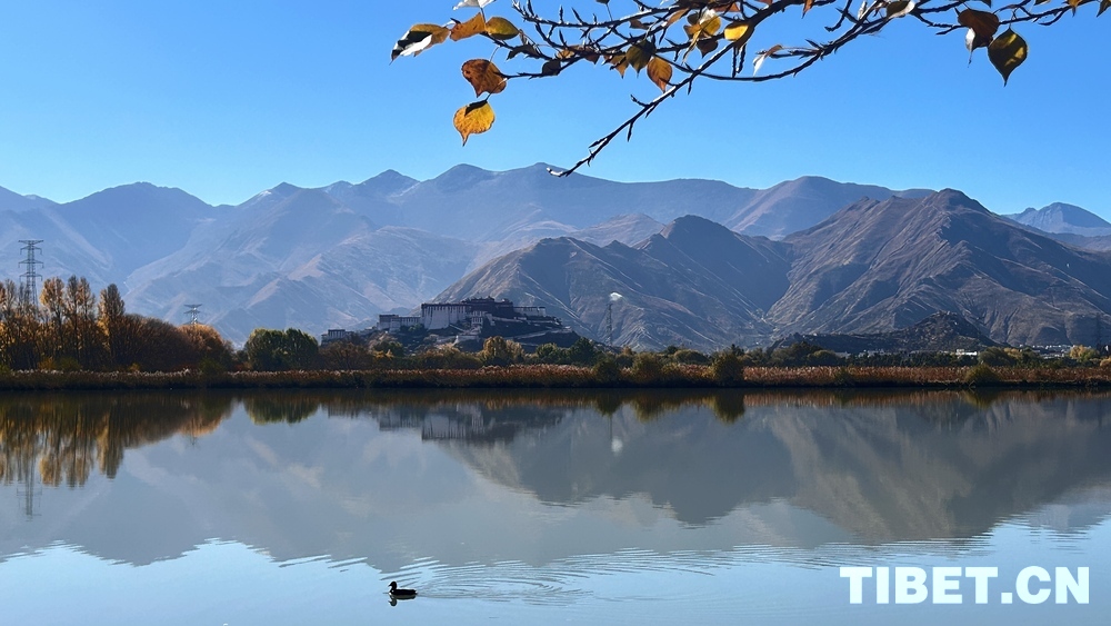 与自然共生：拉鲁湿地秋景醉人