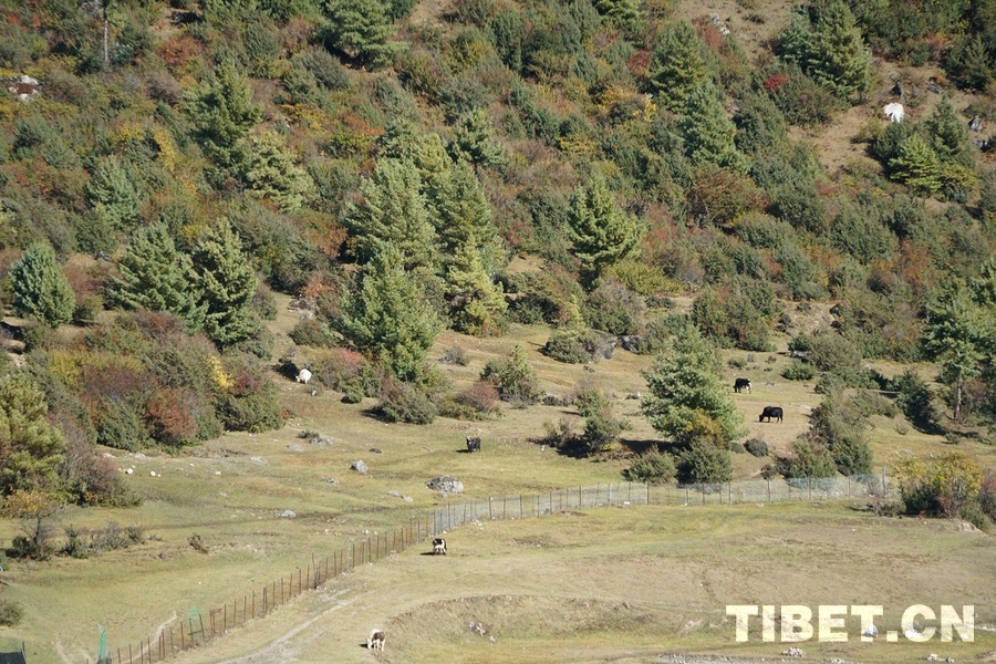 【“两路”西行 相约珠峰】大山顶上的村庄：自然风光旖旎的世外桃源